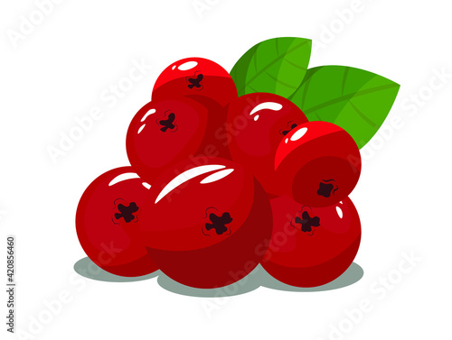 cranberry berry on isolated background in cartoon flat style.Healthy food, Logo