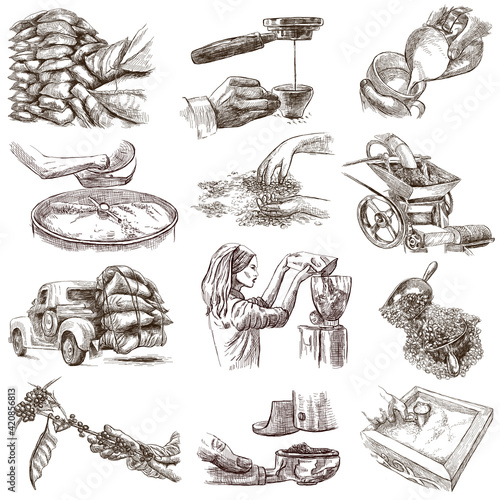 Coffee harvesting and processing. Agriculture. An hand drawn illustration.