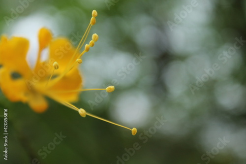 yellow flower with blurred background