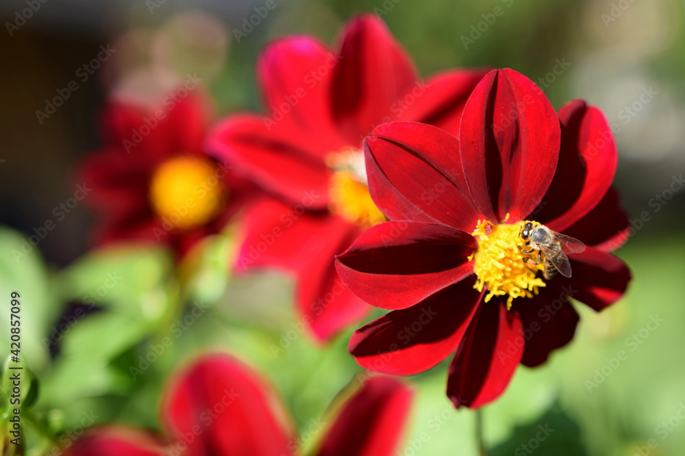 bee on flower bee on flower