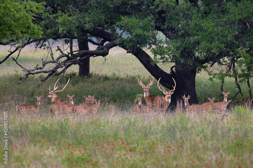 Axis Deer (Axis axis) herd.