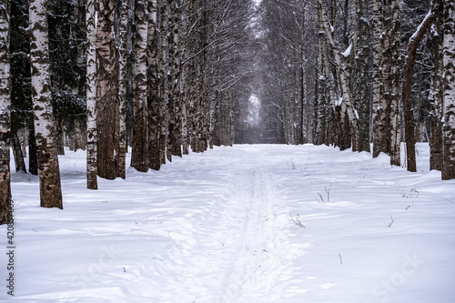 Wallpaper Mural secluded ski trail through a beautiful and fairytale forest Torontodigital.ca