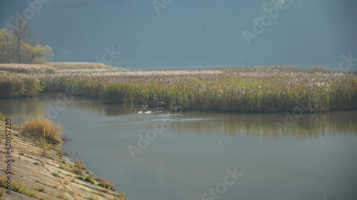 A flock of wild birds flying from a reed growing in the bed of Olt river. Hazy autumn morning. Olt Valley, Romania.
 photo