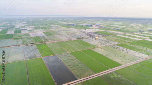 Panoramic aerial view over the agriculture landscape. Wide open horizon behind the paddy fields. Huge rice plantation Asia. Rice is staple food not only in Malaysia. Water supply canals in between.