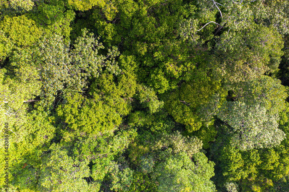 Aerial view photography directly above lush rain forest trees. Untouched jungle, view of the tree tops. Habitat for wild animals and endangered animal species. Dense tropical forest. top view Aerial view photography directly above lush rain forest trees. Untouched jungle, view of the tree tops. Habitat for wild animals and endangered animal species. Dense tropical forest. top view