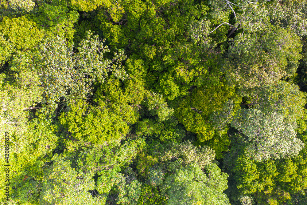 Aerial view photography directly above lush rain forest trees. Untouched jungle, view of the tree tops. Habitat for wild animals and endangered animal species. Dense tropical forest. top view