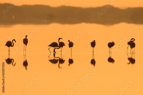 Silueta de Flamingos al amanecer