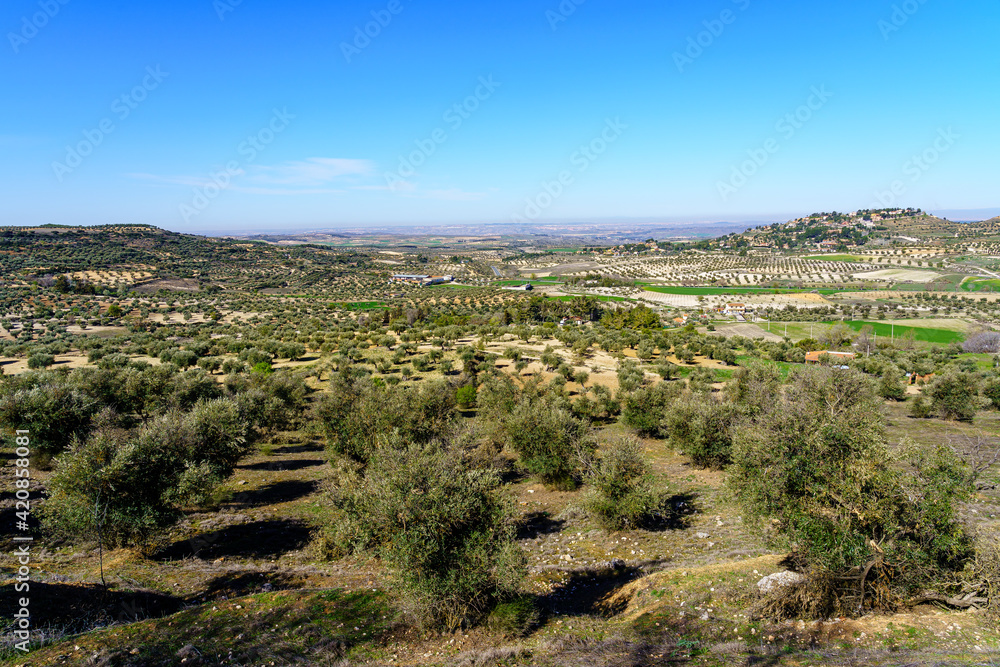 Aerial view of a field of green olive trees in the countryside of the province of Madrid.