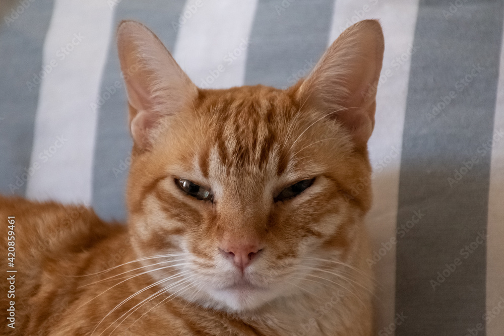 red cat resting on an armchair