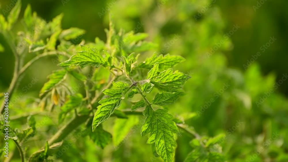 The green tops of a tomato sway in the wind. Vegetable growing The green tops of a tomato sway in the wind. Vegetable growing