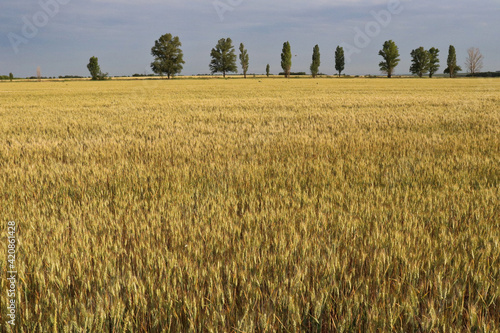 A field of yellow dried grass and spikelets, with trees on the horizon.