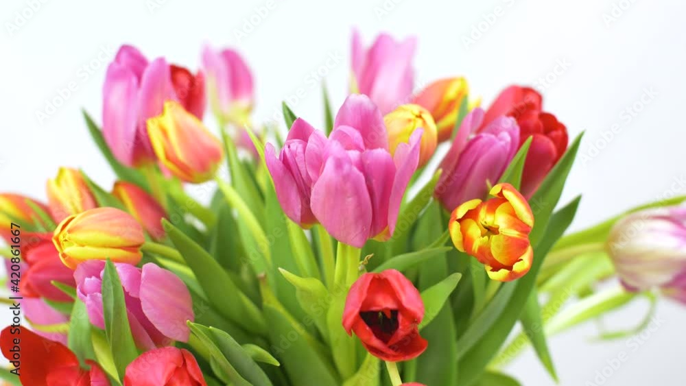 beutiful bouquet of colored tulips beutiful bouquet of colored tulips