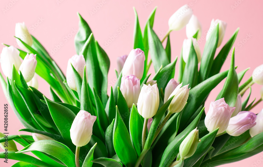Big beautiful bouquet of pink tulips on a pink background, horizontal orientation Big beautiful bouquet of pink tulips on a pink background, horizontal orientation