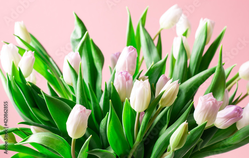 Big beautiful bouquet of pink tulips on a pink background  horizontal orientation