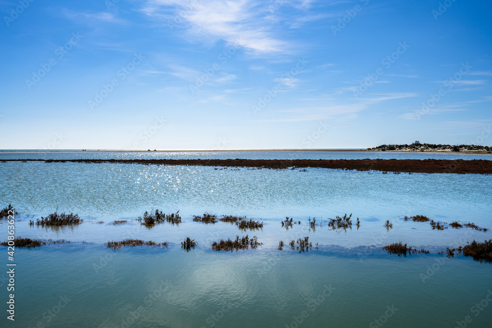 Naklejka premium Paysage de Camargue