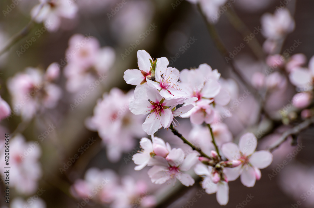 Spring blossom of pink sakura cherry tree