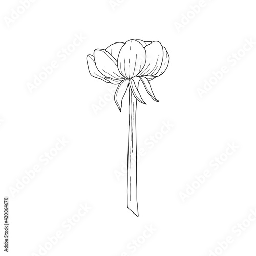 beautiful monochrome black and white Plant Paeonia arborea (Tree peony) flower isolated on white background. Hand-drawn contour lines and strokes.