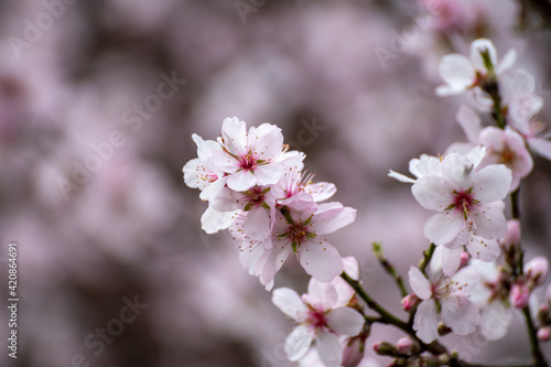 Spring blossom of pink sakura cherry tree