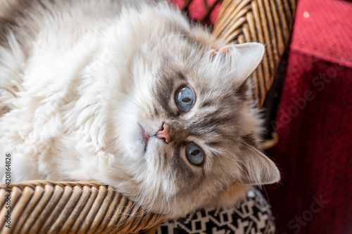 Beautyful white siberian cat Nevskaya Masquerade with blue eyes resting on chair photo