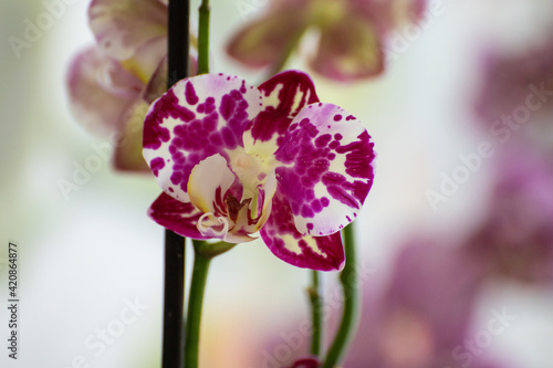 Blossom of colorful tropical decorative orchids flowers