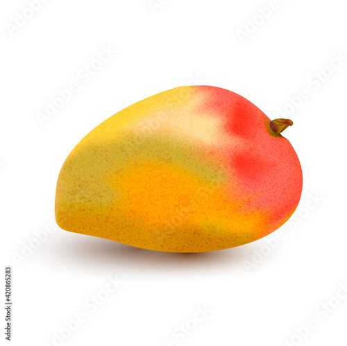 Vector illustration mango in realistic style. Whole yellow-red-orange-green mango