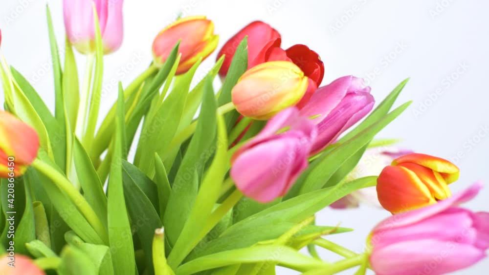 beutiful bouquet of colored tulips beutiful bouquet of colored tulips