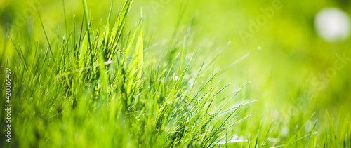 Fresh spring grass green background