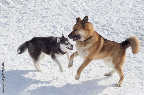 Cute siberian husky puppy and multibred dog are playing on a white snow in the winter park. Pet animals. © tikhomirovsergey