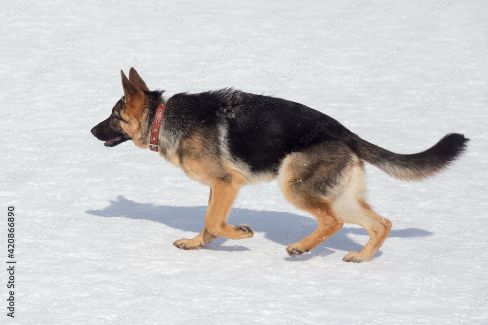 Cute german shepherd dog puppy is running on white snow in the winter park. Pet animals.