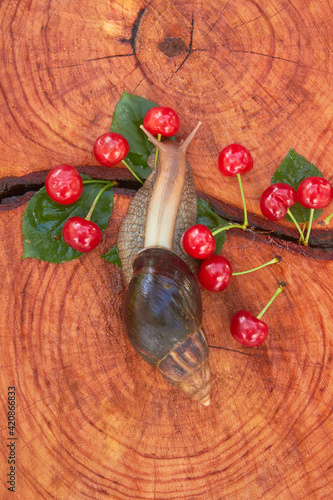 Fototapeta Naklejka Na Ścianę i Meble -  The Achatina snail crawling on a cherry tree stump with a crack and tree ring texture. Summer time.