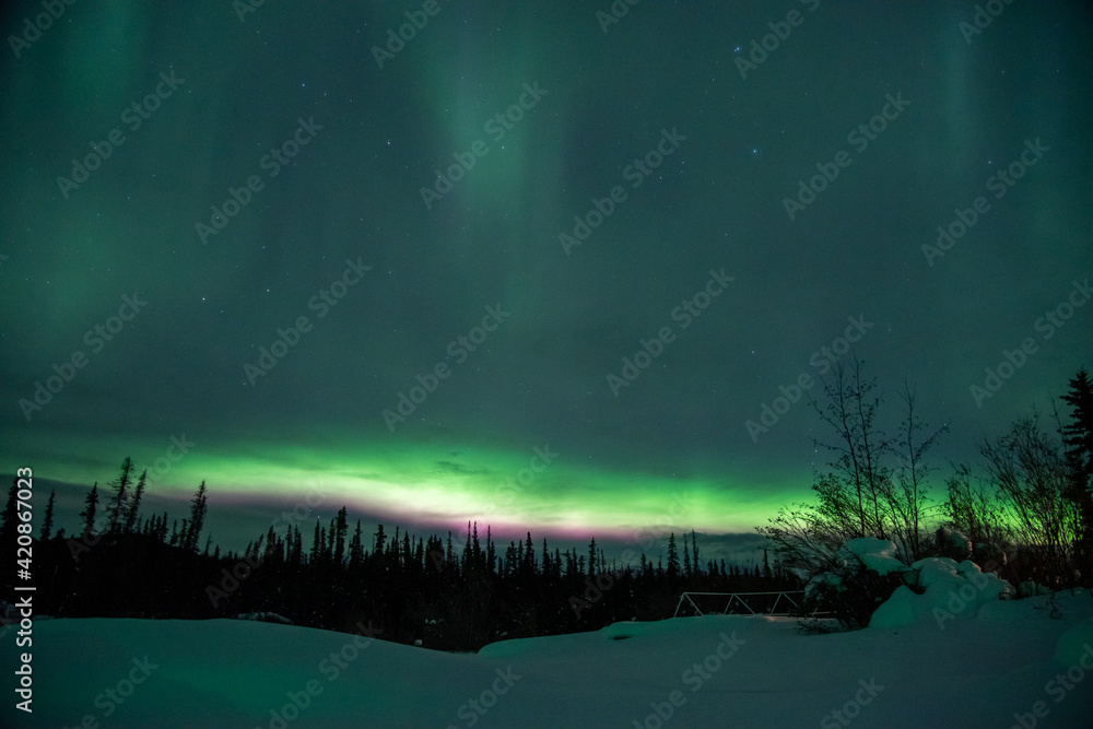 Amazing green, pink magnificent display of northern lights seen in the wilderness of Canada, Yukon Territory during winter season with snow below at night time, spruce, pine trees below dancing sky. 