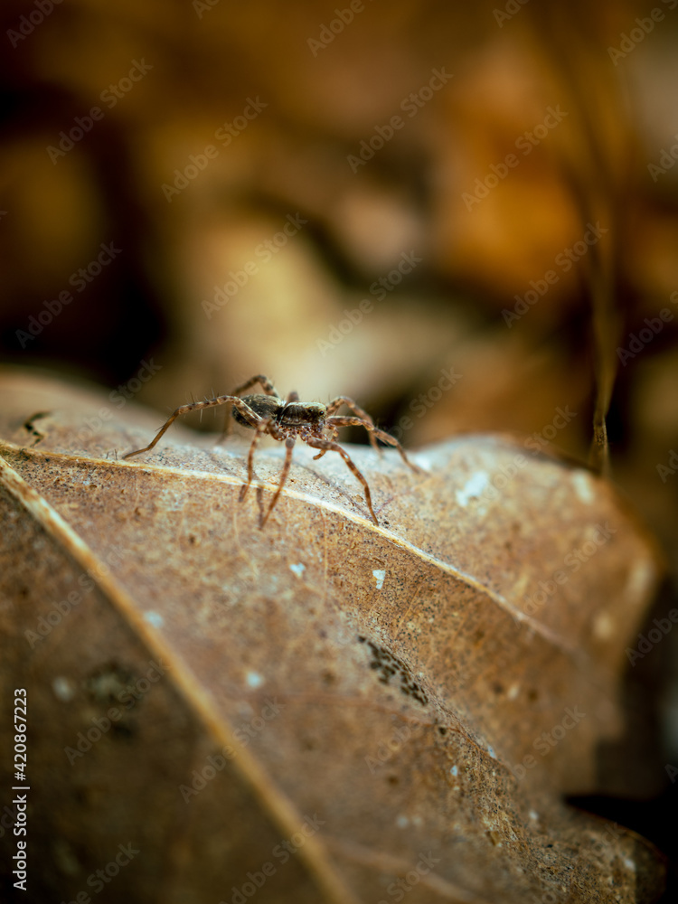 Araña encima de una hoja macro