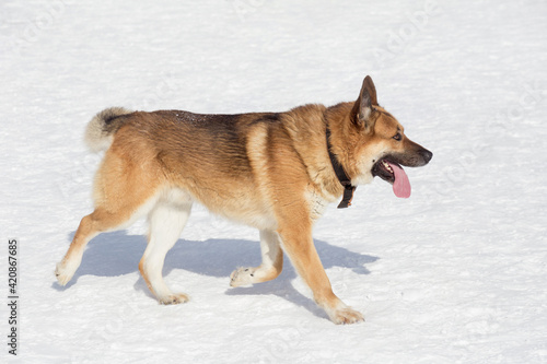 Multibred dog is walking on white snow in the winter park. Pet animals. © tikhomirovsergey