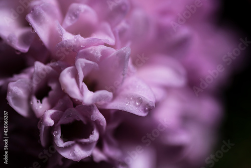 Macro view of the pink flower with water droplets dropping down the petals on dark background.