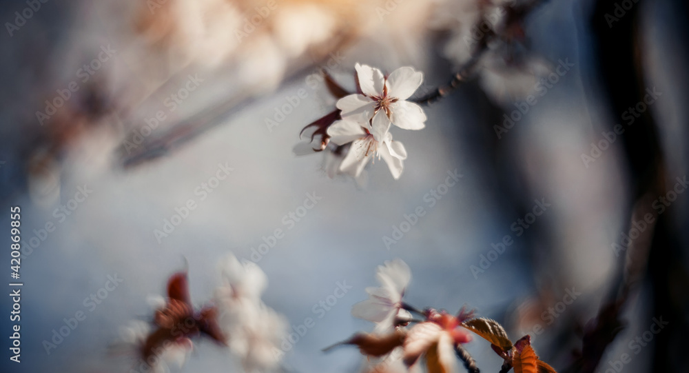Branch with flowers of a sakura tree. Branch with flowers of a sakura tree.