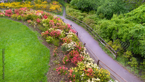 Flowerbed with colorful azaleas in the park.