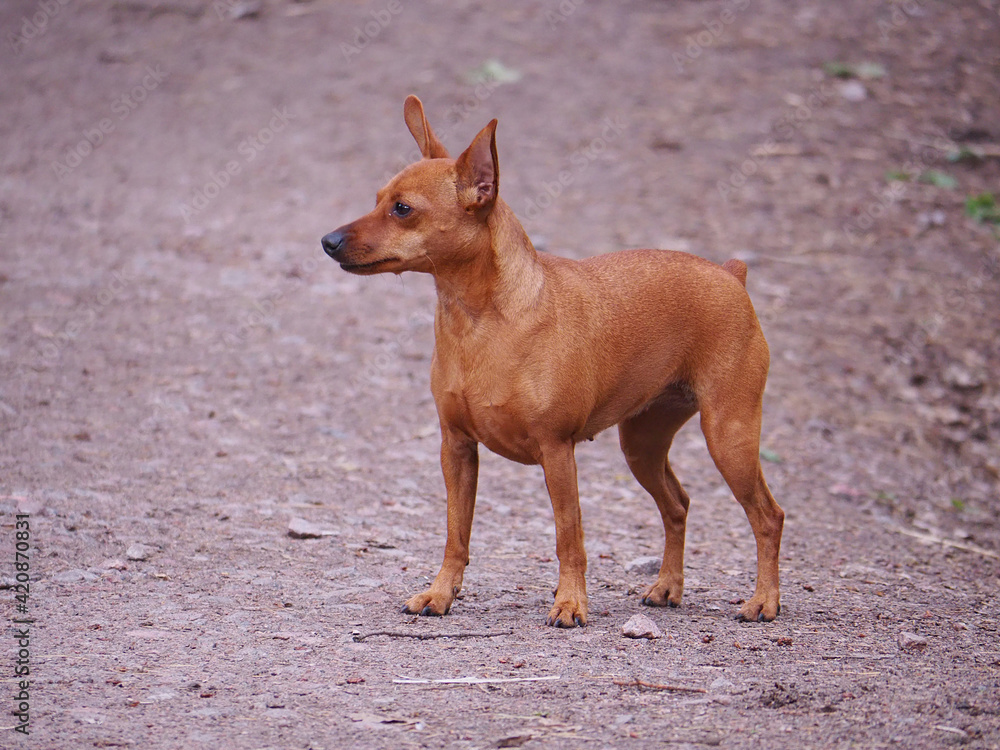 one young brown dog stands with a blurry background