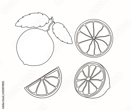 Set of 4 citrus fruits in an outline style. One citrus on a branch with two leaves, half and two slices isolated on a white background. Stock vector illustration.