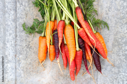 Fresh organic carrots with tops. Different varieties of carrots, orange, purple and coral.
