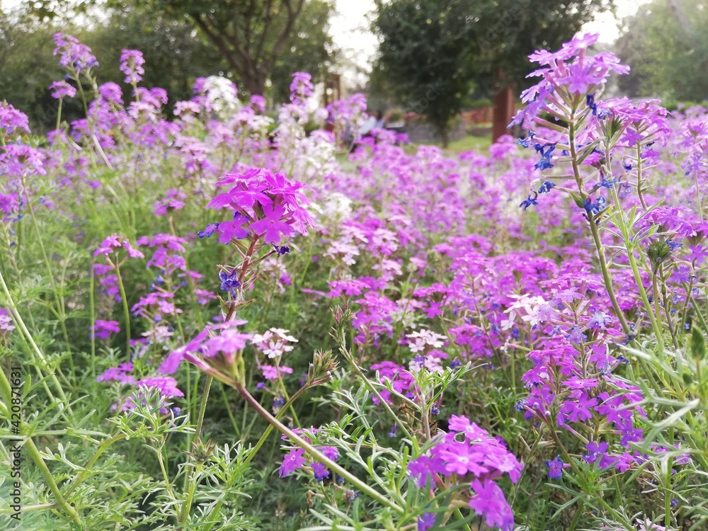 Tiny Lavender Garden Verbena flowers, blooming in the field. Spring season. High Quality. Tiny Lavender Garden Verbena flowers, blooming in the field. Spring season. High Quality.