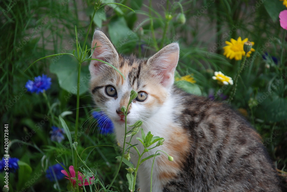 Obraz premium Kätzchen