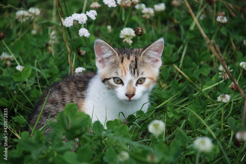 Wallpaper Mural Kitten Torontodigital.ca