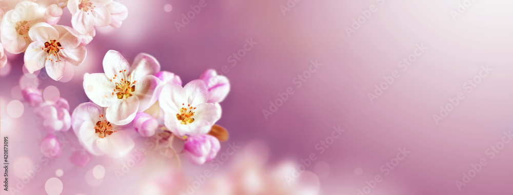 Blossom tree over nature background. Spring flowers. Spring background. Blossom tree over nature background. Spring flowers. Spring background.