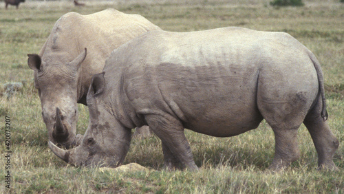 South Africa: Two Rhinos in Shamwari Game reserve near Port Elisabeth