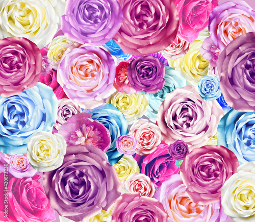 Fototapeta Naklejka Na Ścianę i Meble -  Colorful roses background. Beautiful, good for holidays nd gift.