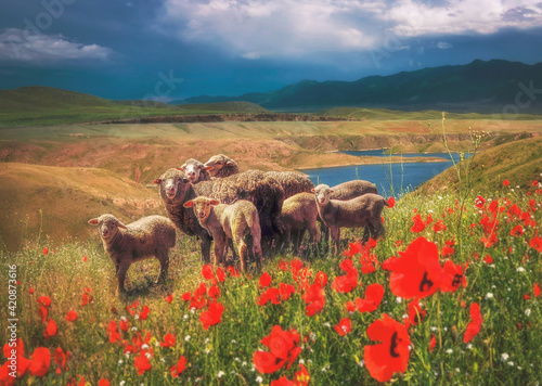 a flock of sheep and lambs grazing in a pasture at the foot of the mountains in spring among a field with poppy flowers