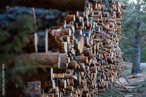 Stacked trees after cutting