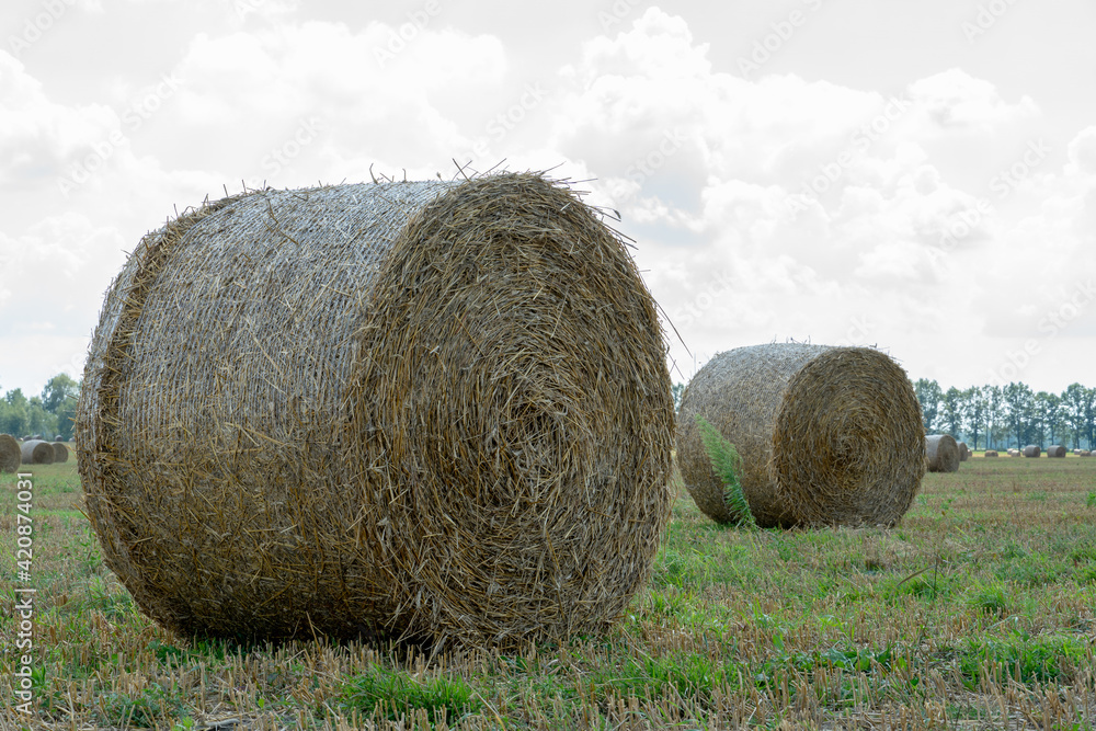 A haystack left in a field after harvesting grain crops. Harvesting straw for animal feed. End of the harvest season. Round bales of hay are scattered across the farmer's field.