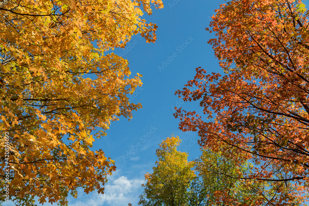 USA, Utah, Uinta National Forest. Fall maple trees. USA, Utah, Uinta National Forest. Fall maple trees.