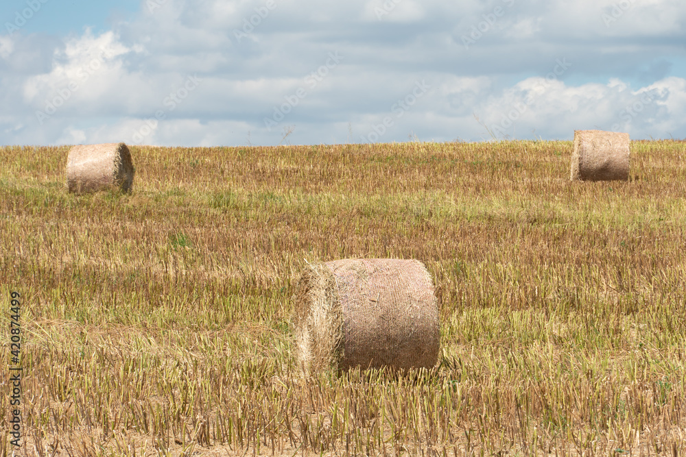 A haystack left in a field after harvesting grain crops. Harvesting straw for animal feed. End of the harvest season. Round bales of hay are scattered across the farmer's field.